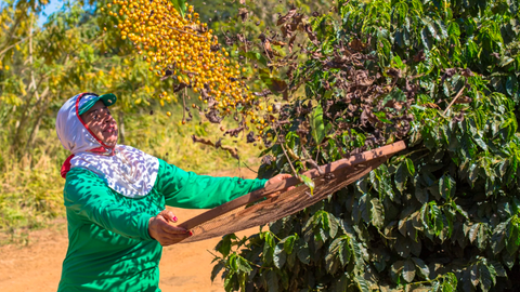 What is Coffee Processing?
