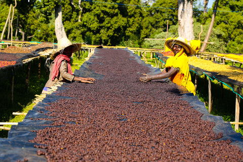 Ethiopia Odaco