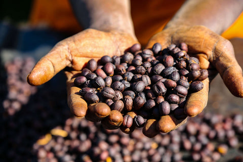 Ethiopia Odaco
