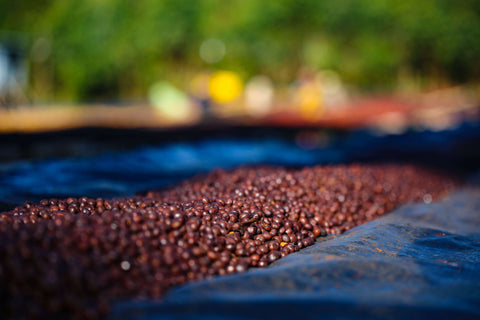 Ethiopia Odaco