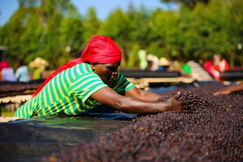 Ethiopia Odaco