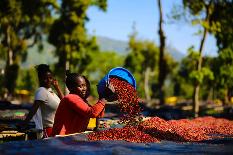 Ethiopia Odaco