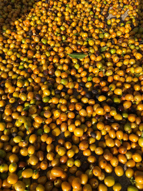 Brazil Amarelo Mantiqueira