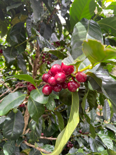 Costa Rica Las Palomas