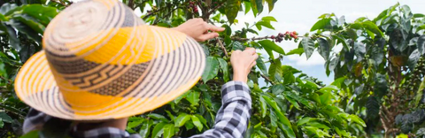 Try our single origin coffees