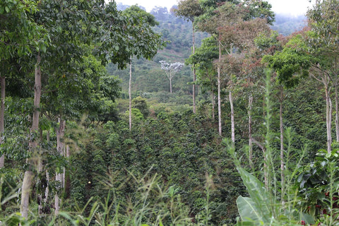 Limited Edition - Colombia Manantiales Frontino