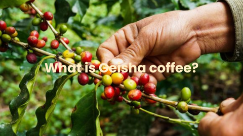 Everything you need to know about Geisha coffee!