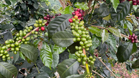 Peru Finca Artemira