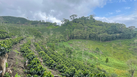 Peru Finca Artemira