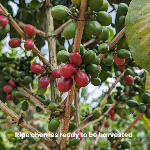 Rwanda Kinini KCRS