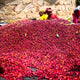 Ethiopia Odaco