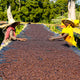 Ethiopia Odaco