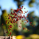 Ethiopia Odaco