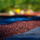 Ethiopia Odaco