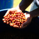 Ethiopia Odaco