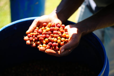 Ethiopia Odaco