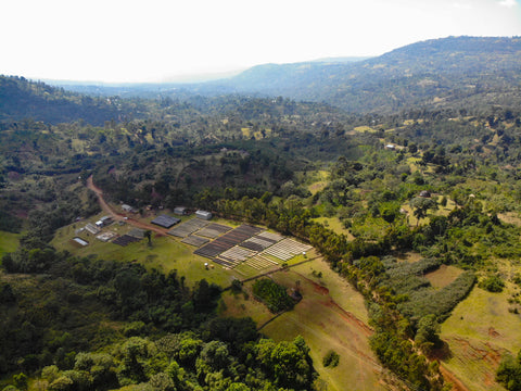 Ethiopia Hamasho