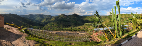 panoramic view of a coffee farm, lots of green trees and green mountains