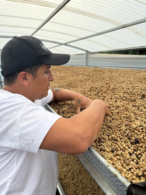 Peru Finca Artemira - Pink Bourbon