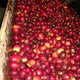 Limited Edition - El Salvador