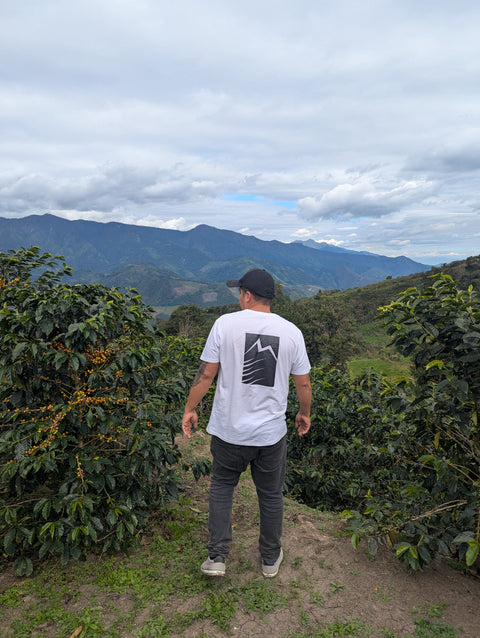 Peru Finca Artemira - Pink Bourbon