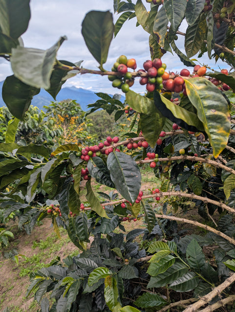 Peru Finca Artemira - Pink Bourbon