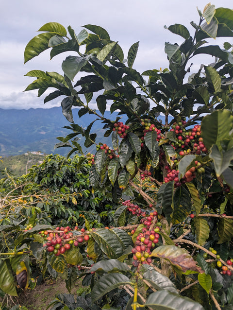 Peru Finca Artemira - Pink Bourbon