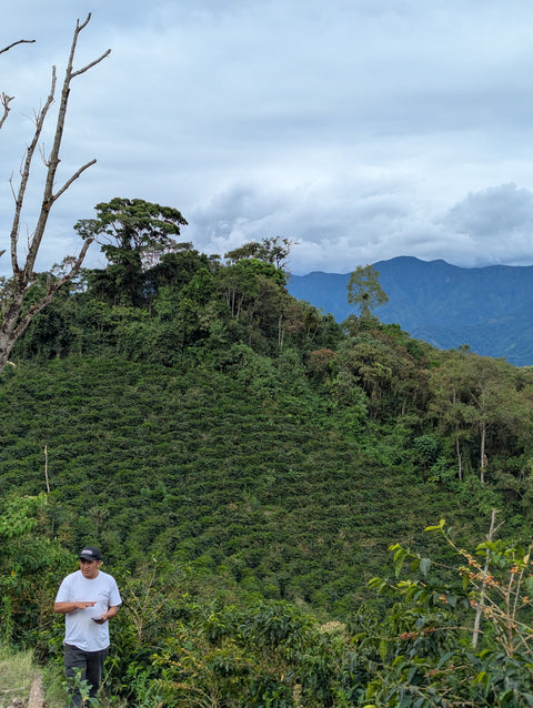 Peru Finca Artemira - Pink Bourbon