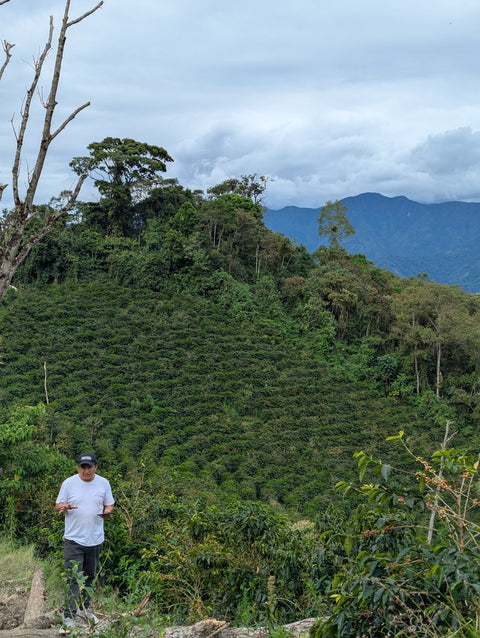 Peru Finca Artemira - Pink Bourbon