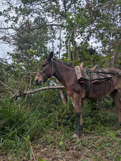 Peru Finca Artemira - Pink Bourbon