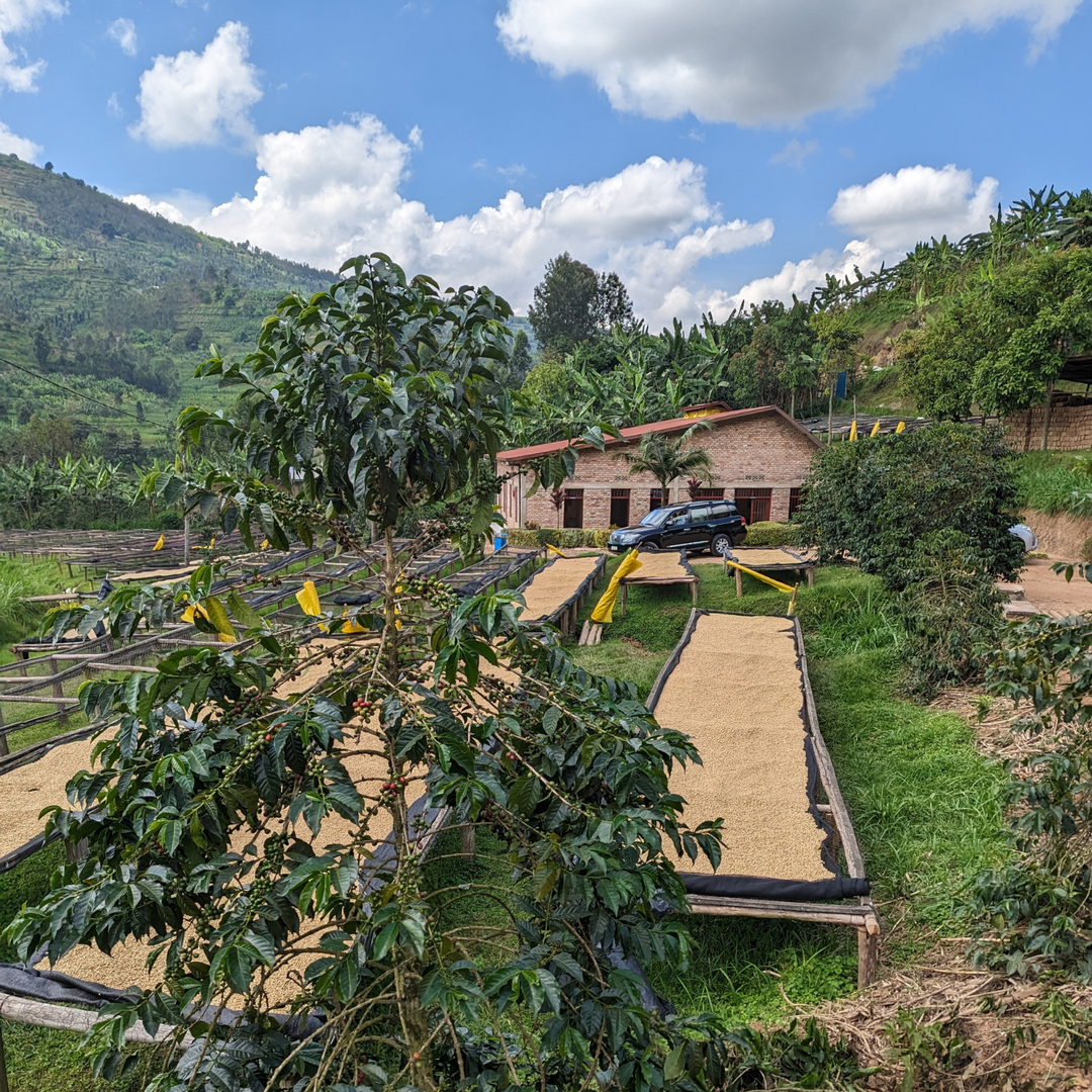Kinini Coffee Washing Station · photograph 2