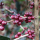 Honduras Norma Iris Fiallos | Ground or Beans | Bean Coffee | Coffee Subscription Online
