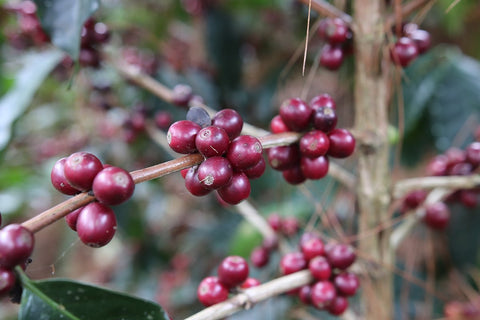 Honduras Norma Iris Fiallos | Ground or Beans | Bean Coffee | Coffee Subscription Online