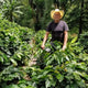 Honduras Pedro Joel Fiallos | Ground or Beans | Bean Coffee | Coffee Subscription Online
