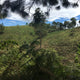 Colombia El Eden | Ground or Beans | Bean Coffee | Coffee Subscription Online