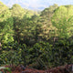 Honduras Norma Iris Fiallos | Ground or Beans | Bean Coffee | Coffee Subscription Online