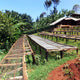 Kenya Mikari | Ground or Beans | Bean Coffee | Coffee Subscription Online
