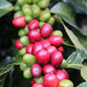 Honduras Pedro Joel Fiallos | Ground or Beans | Bean Coffee | Coffee Subscription Online
