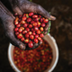 Kenya Mikari | Ground or Beans | Bean Coffee | Coffee Subscription Online