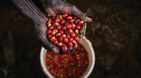 Kenya Mikari | Ground or Beans | Bean Coffee | Coffee Subscription Online