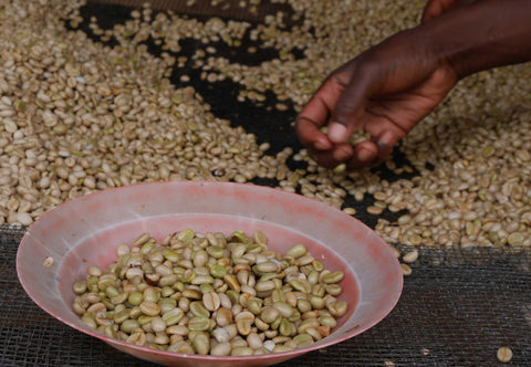 Kenya Mikari | Ground or Beans | Bean Coffee | Coffee Subscription Online