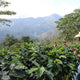Honduras Pedro Joel Fiallos | Ground or Beans | Bean Coffee | Coffee Subscription Online