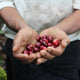 Honduras Pedro Joel Fiallos | Ground or Beans | Bean Coffee | Coffee Subscription Online
