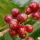 Kenya Mikari | Ground or Beans | Bean Coffee | Coffee Subscription Online