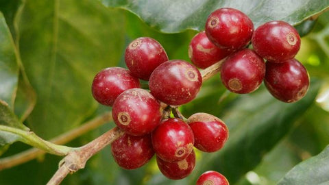 Kenya Mikari | Ground or Beans | Bean Coffee | Coffee Subscription Online